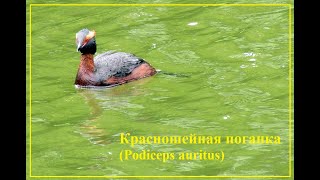 Птицы Петербурга. Красношейная поганка (Podiceps auritus)