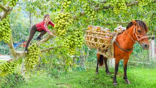 Harvest Many Figs To Make Fig Vinegar and Use Horses To Bring Them To Countryside Market Sell