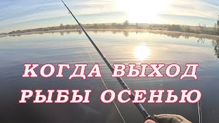 Нужна ли Утренняя рыбалка Осенью! Когда у КРУПНОЙ РЫБЫ ВЫХОД!