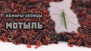 Комары звонцы и мотыль, их личинки, в аквариуме и в дикой природе // Clever Cricket