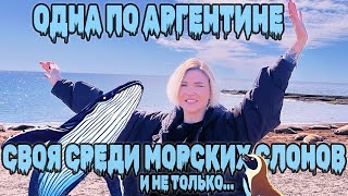 Аргентина в соло. Пингвины, киты и морские львы стали мне лучшими друзьями в Пуэрто-Мадрин.