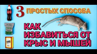 КАК БЫСТРО избавиться от КРЫС и МЫШЕЙ . 3 простых но эффективных способа избавиться от грызунов