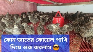 যেখানে কোয়েলের জাত নির্বাচন করা খুবি জরুরি সেখানে আমি কি জাতের কোয়েল আনলাম 👀🤔🐦🙇‍♂️