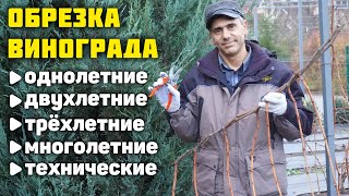 Обрезка и формировка кустов винограда ✂️