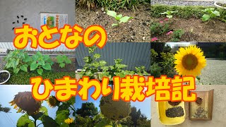 『ひまわり育てたろ。』プロジェクト 総集編