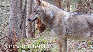 Forêt bien habitée, d'un couple de gélinottes au loup - instants sauvages SP 2024-06-04