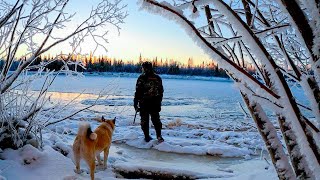 ПРОВАЛИЛСЯ.ЛОСЬ НЕ БОИТСЯ ВЫСТРЕЛА!ДРАКА РАЗБОЯ С КУНИЦАМИ!АВТОКЛАВ.