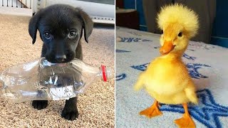 Funniest Animals 2024 😂 Best Funny Cats and Dogs 😻🐶 Part 31 | Cute Baby Dogs