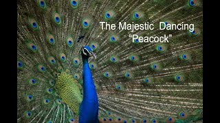 Peacock Dance