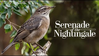 The Ultimate Nightingale Song  World's Most Beautiful Birdsong