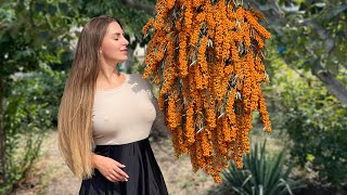 Harvesting and Preserve Sea Buckthorn for Winter l Relaxing Cooking in Village