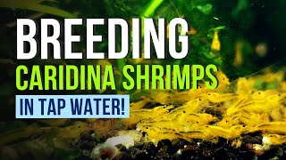 Breeding Caridina Shrimps in Tap Water?! Hundreds of Shrimp with NO RO System! 4 Years Old Colony🦐💧