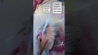 Making Faux Fur Ears- Making Lop Bunny Ears Pt. 2 (Airbrushing)