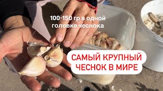 Как правильно посадить чеснок🧄 время посадки и ЧТО НЕЛЬЗЯ ДЕЛАТЬ