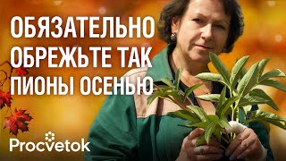 Что важно сделать с ПИОНАМИ, ИРИСАМИ И ФЛОКСАМИ ОСЕНЬЮ, чтобы они роскошно цвели в следующем году?