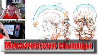 ВАЖНО ЗНАТЬ для рисования лица: МИМИЧЕСКИЕ МЫШЦЫ. - А. Рыжкин