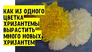 Каким образом из одного подарочного цветка крупноцветковой хризантемы получить много новых растений