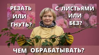 ГОТОВИМ РОЗЫ К УКРЫТИЮ. Как лучше зимовать розам.12 октября 2024 г.